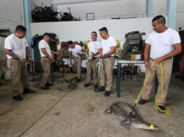 200 Crocodiles Crawl into Northern Mexico After Heavy Texas Rains